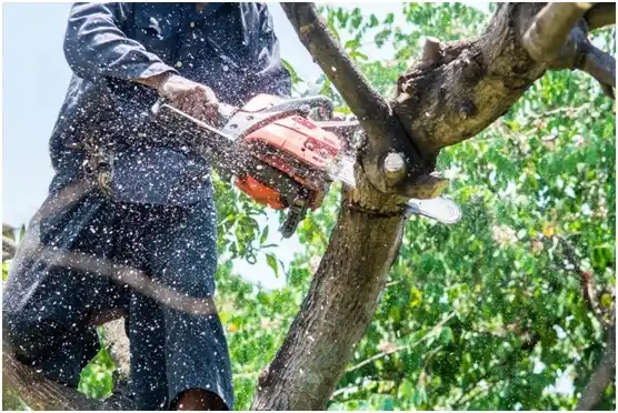 tree services Shavertown